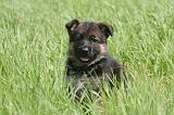 BERGER ALLEMAND 1190